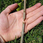 Load image into Gallery viewer, Professional Nursery Grafting Tool

