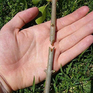 Professional Nursery Grafting Tool
